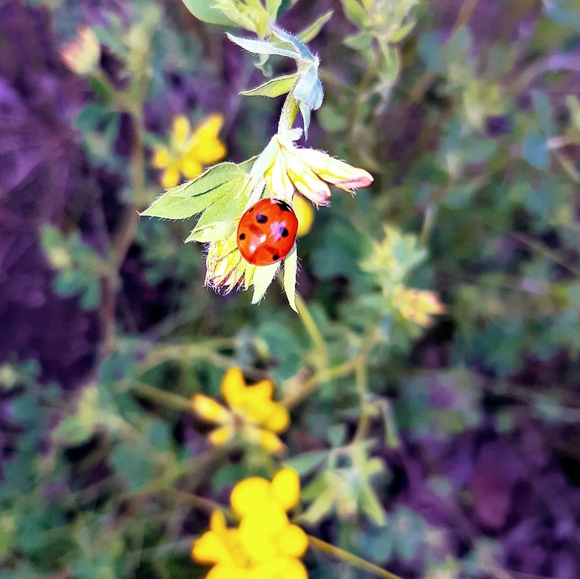 Meet your Posher, Andrea - Picture 2 of 2